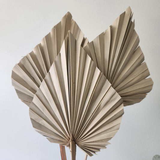 Dried Natural Palm Spear (3 pack)