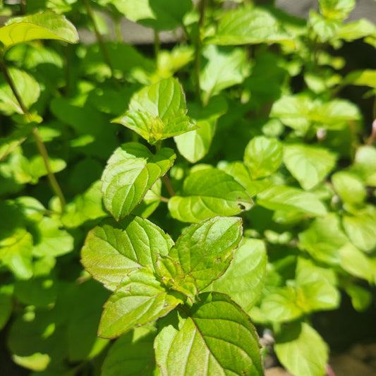 Orange Mint