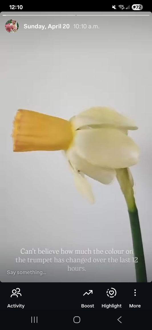 Narcissus - Carice