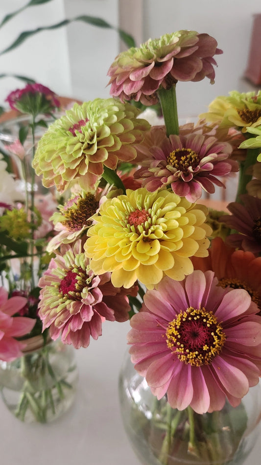 Zinnia - 10 Stem Bunch