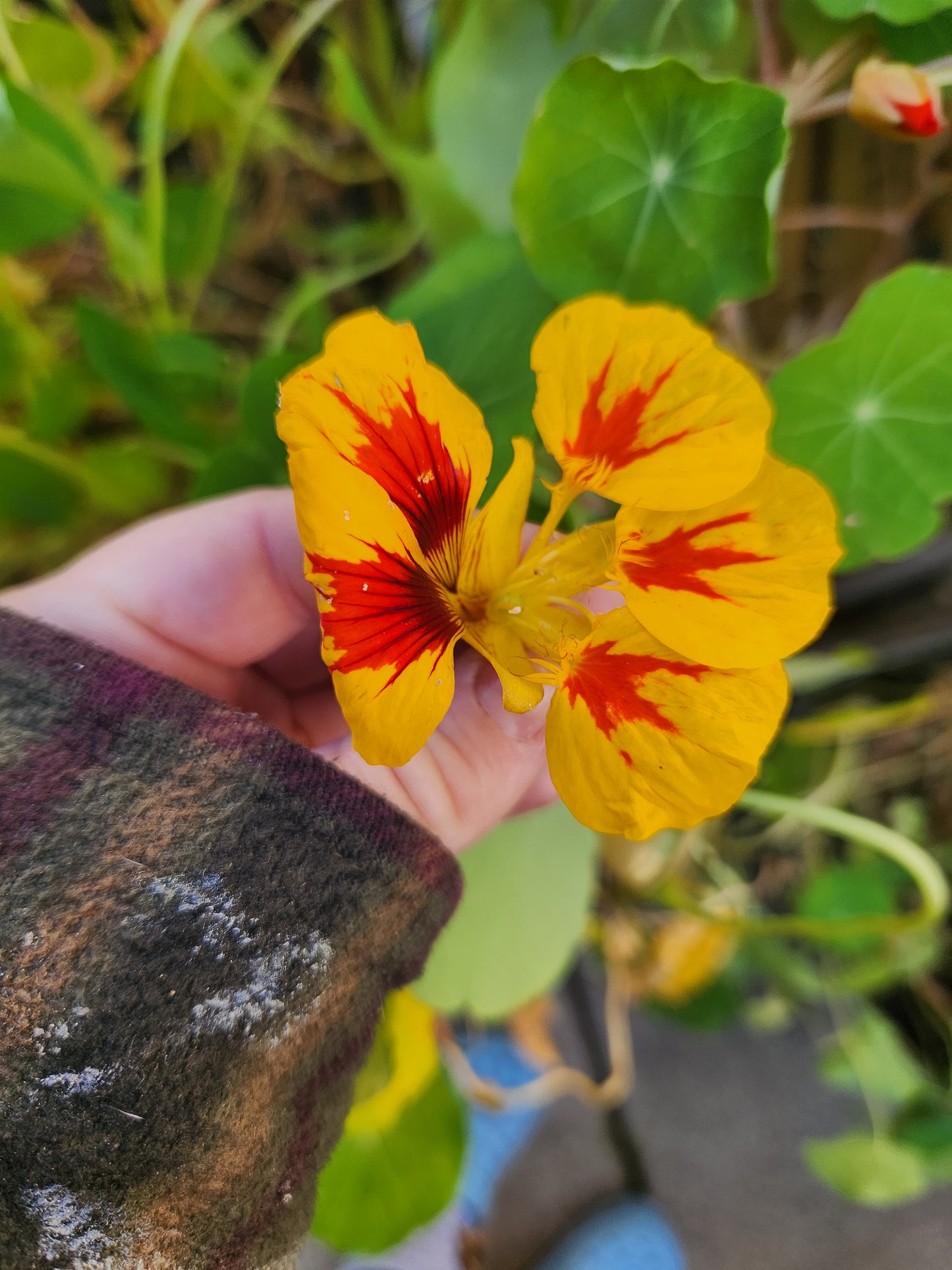 Nasturtium - Dwarf Jewel Double Mixture
