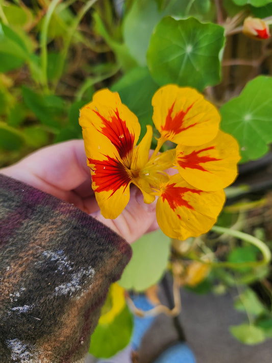Nasturtium - Dwarf Jewel Double Mixture