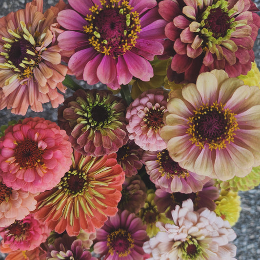 Zinnia - 10 Stem Bunch