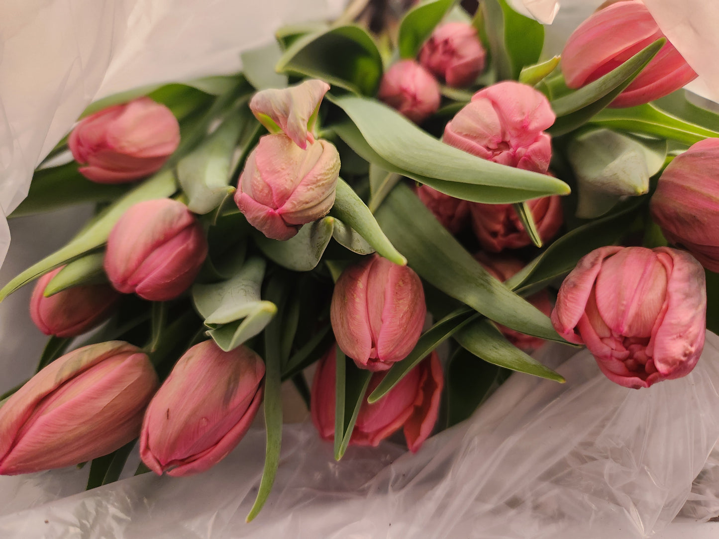 Tulip Bouquet (10 Stem)