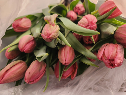 Tulip Bouquet (10 Stem)