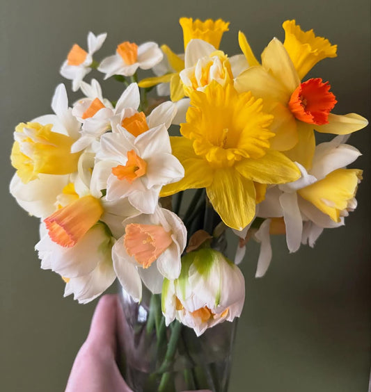 Daffodil Mixed Bunch