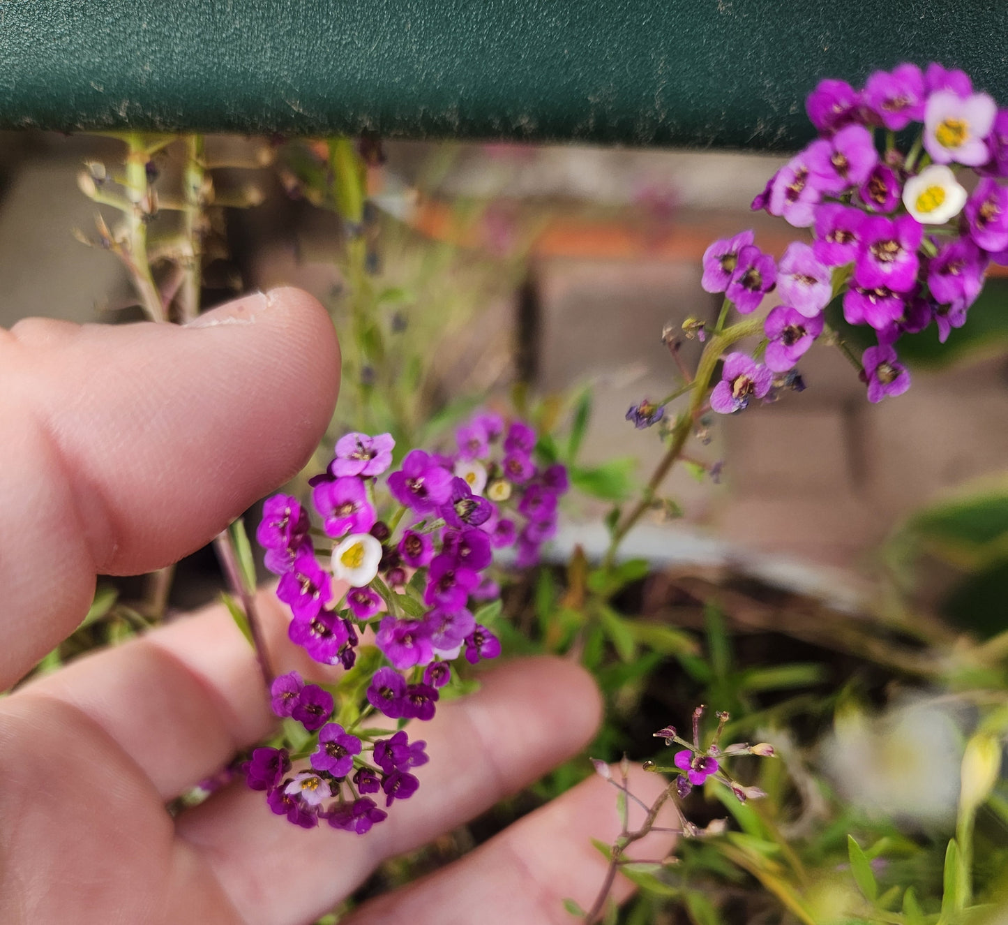 Alyssum - Sweet Bliss Blend