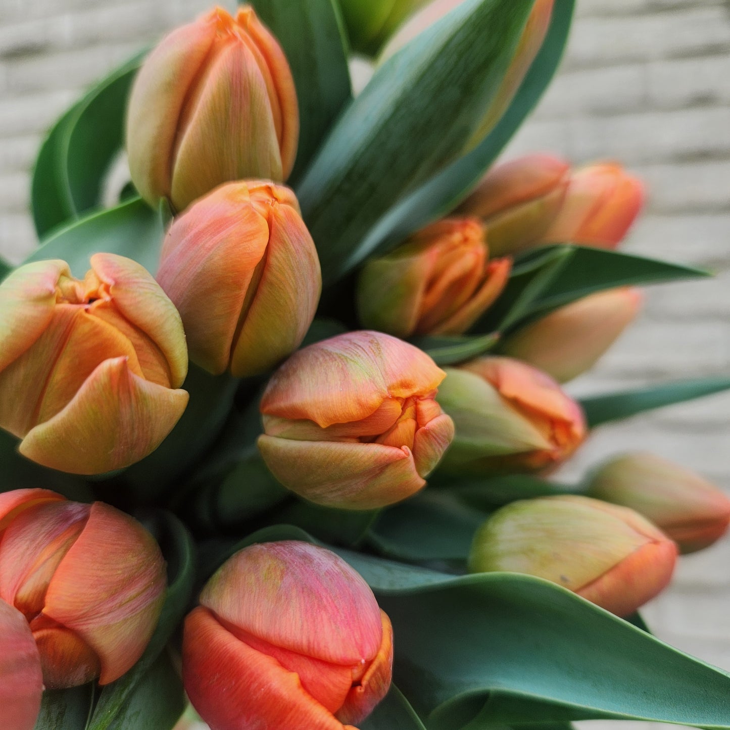 Totally Tulips CSA Flower Subscription 2026