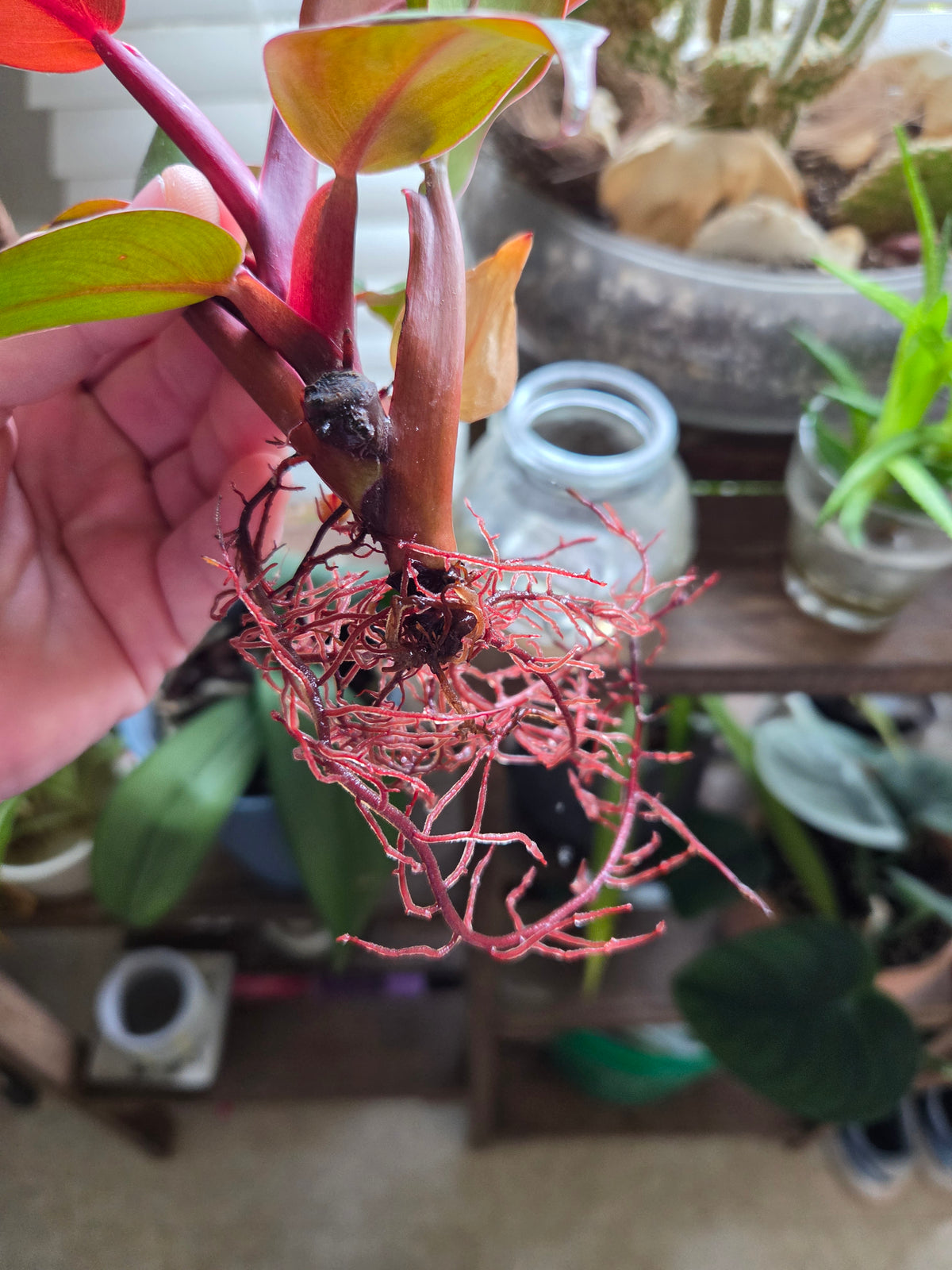 Philodendron - Red Sun (Cutting)