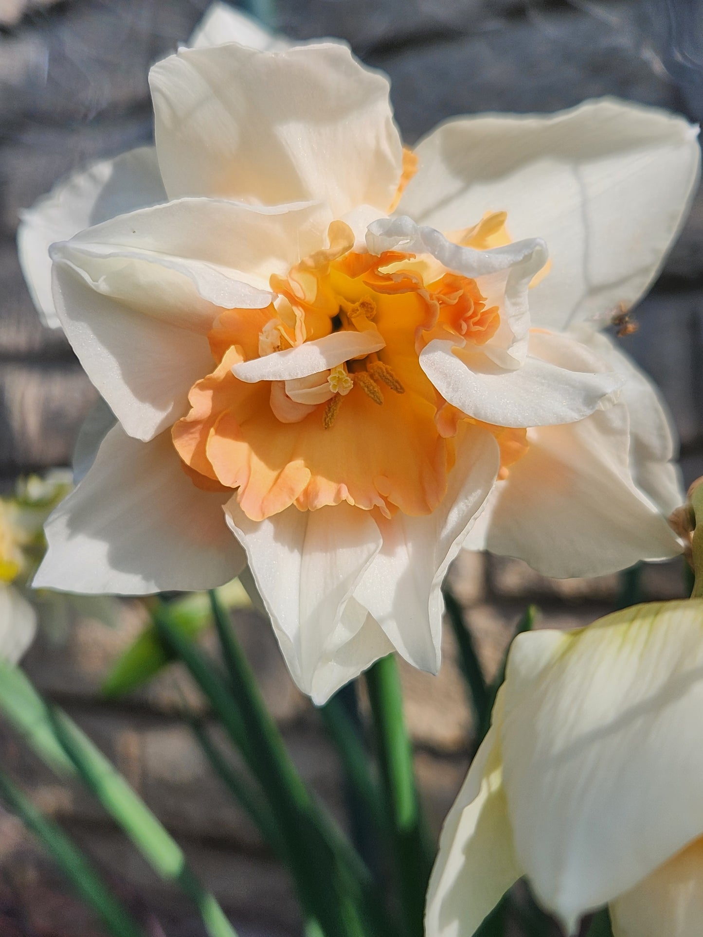 Doorstep Daffodils - Spring CSA Subscription 2025