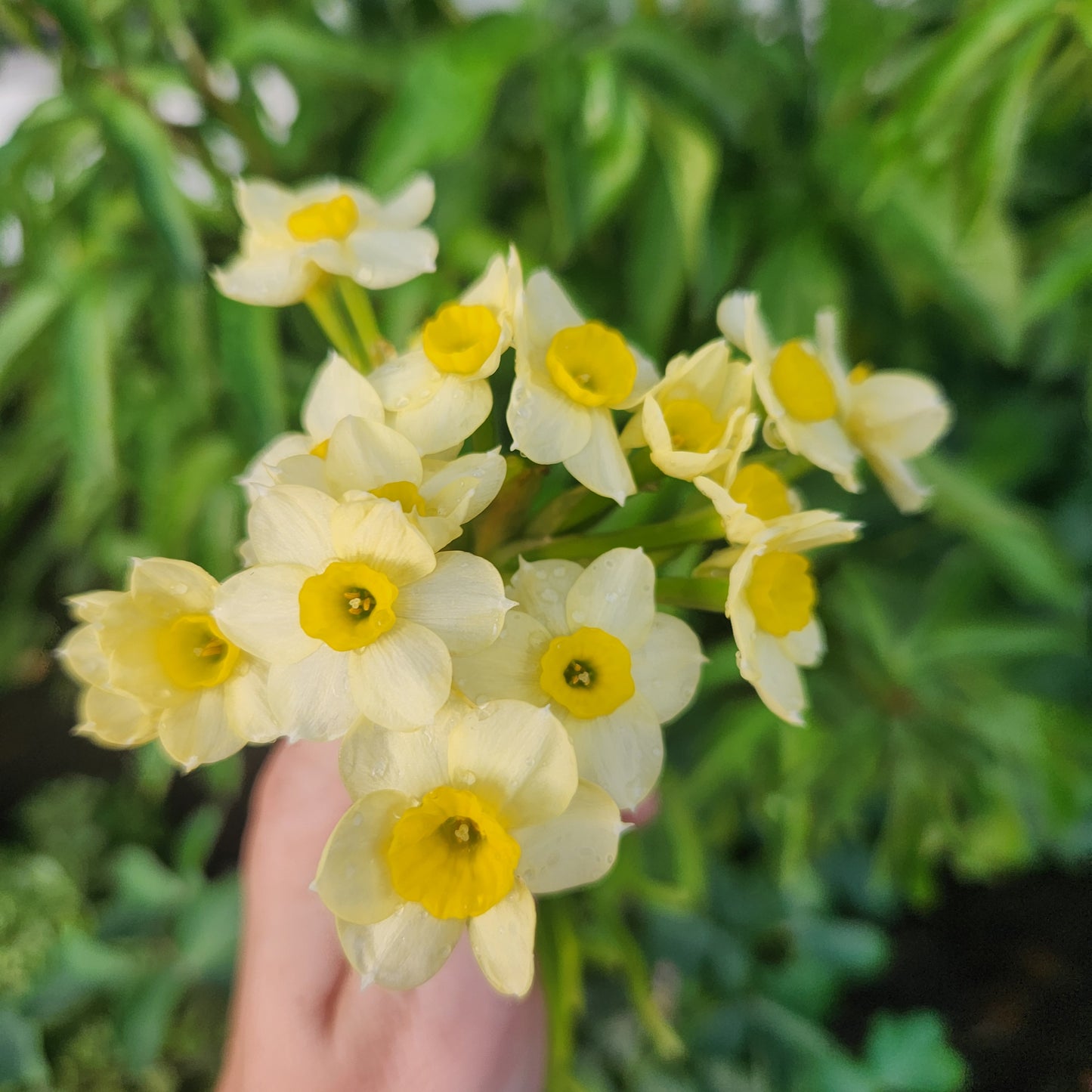 Doorstep Daffodil CSA Subscription 2026