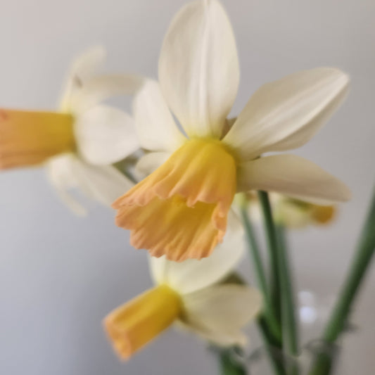 Narcissus - Iwona