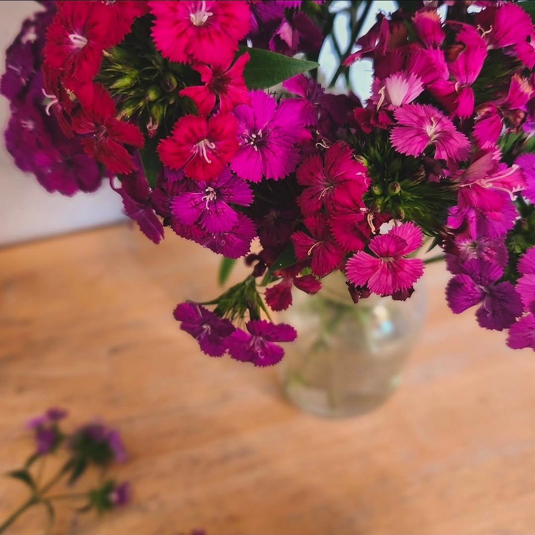 Sweet William - Mixed Colours and Varieties
