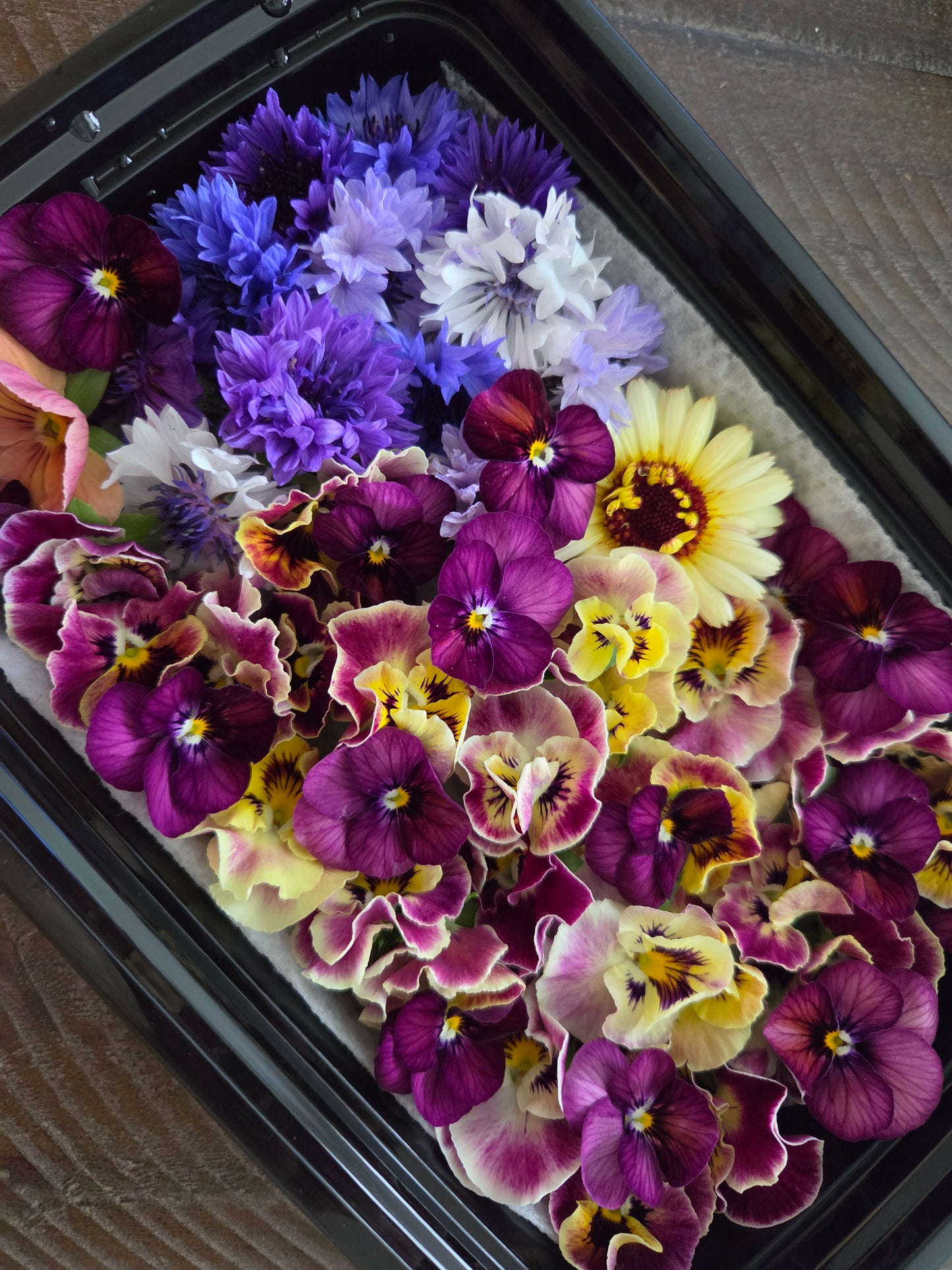 Fresh Edible Viola