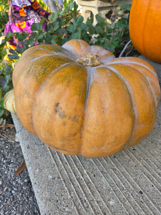 Pumpkin - Musquee d'Hiver de provence "Fairytale Pumpkin"