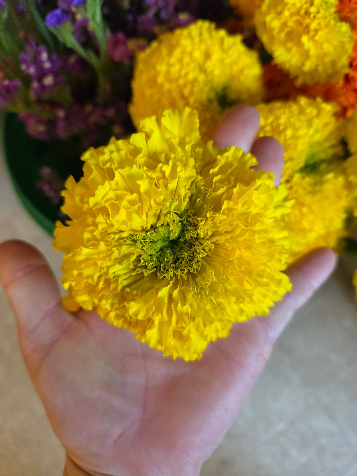 Marigold - Coco Yellow