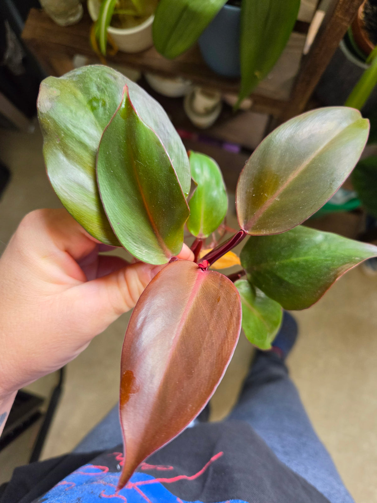 Philodendron - Red Sun (Cutting)
