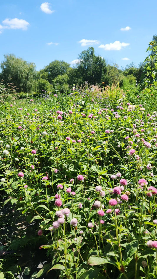 Gomphrena - Mix