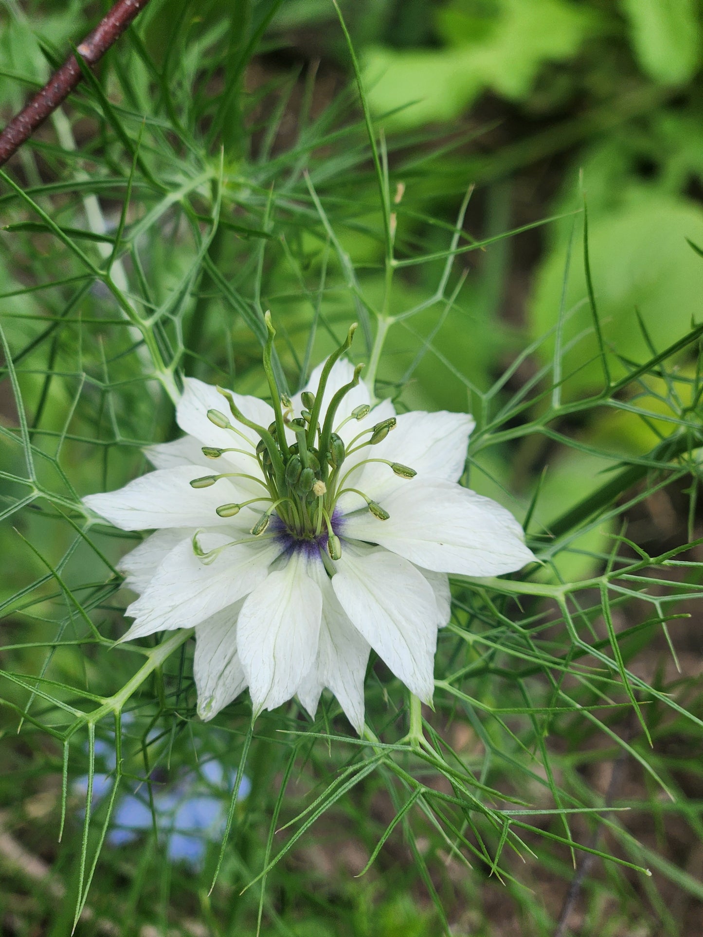 Nigelle dans la brume d'amour