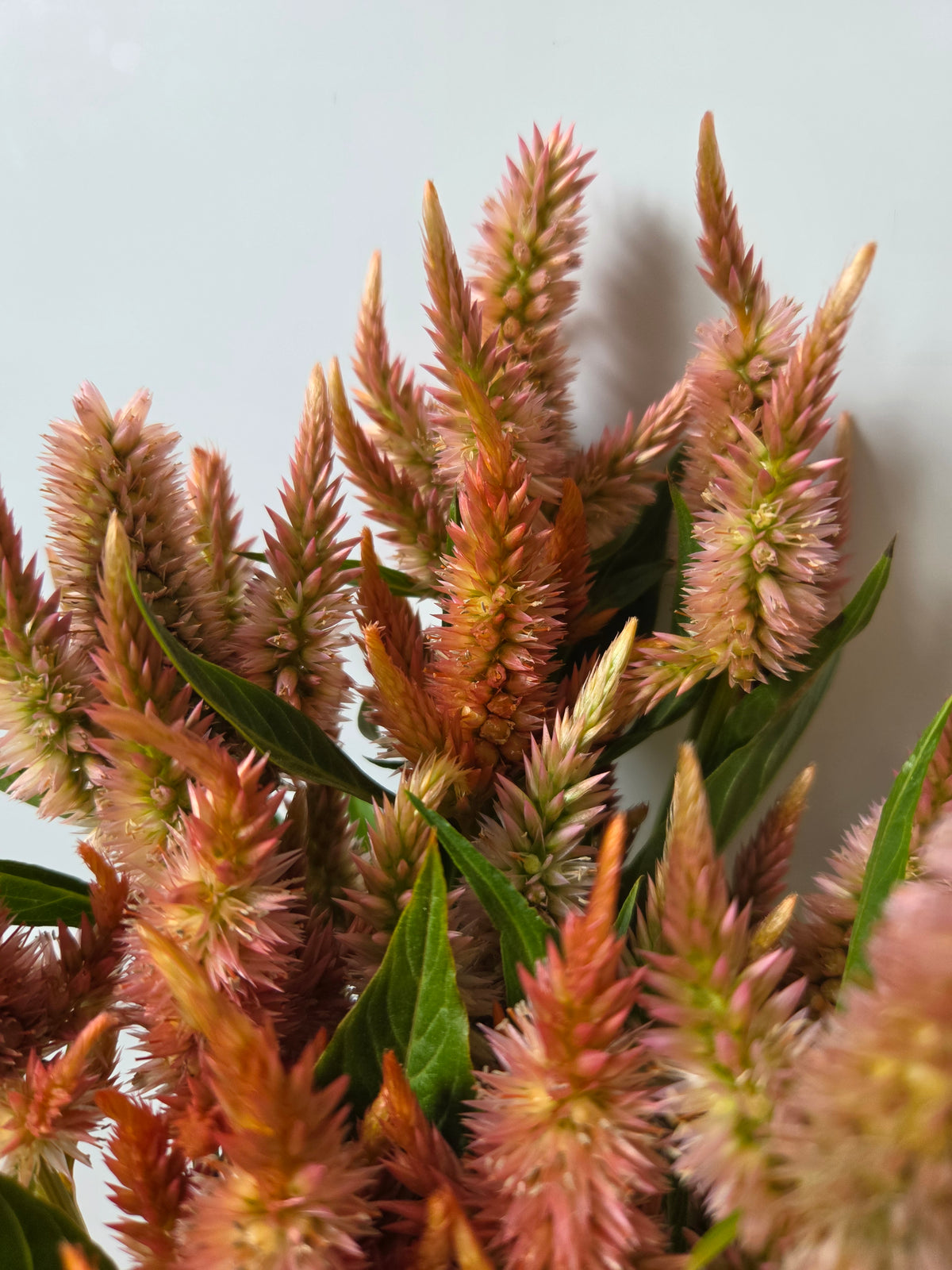 Celosia - Salmon Terracotta