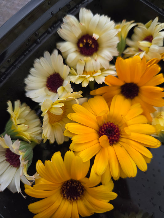 Fresh Edible Calendula - 15 pieces