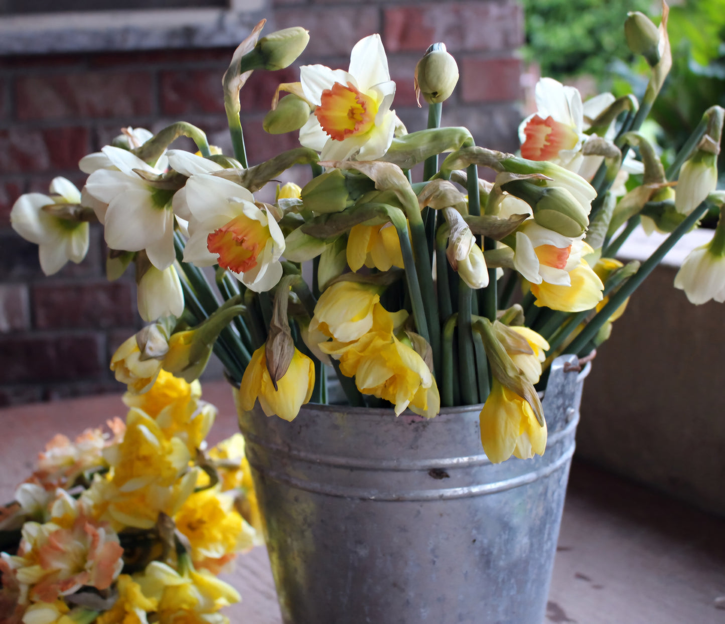 Bucket Full of Daffodils