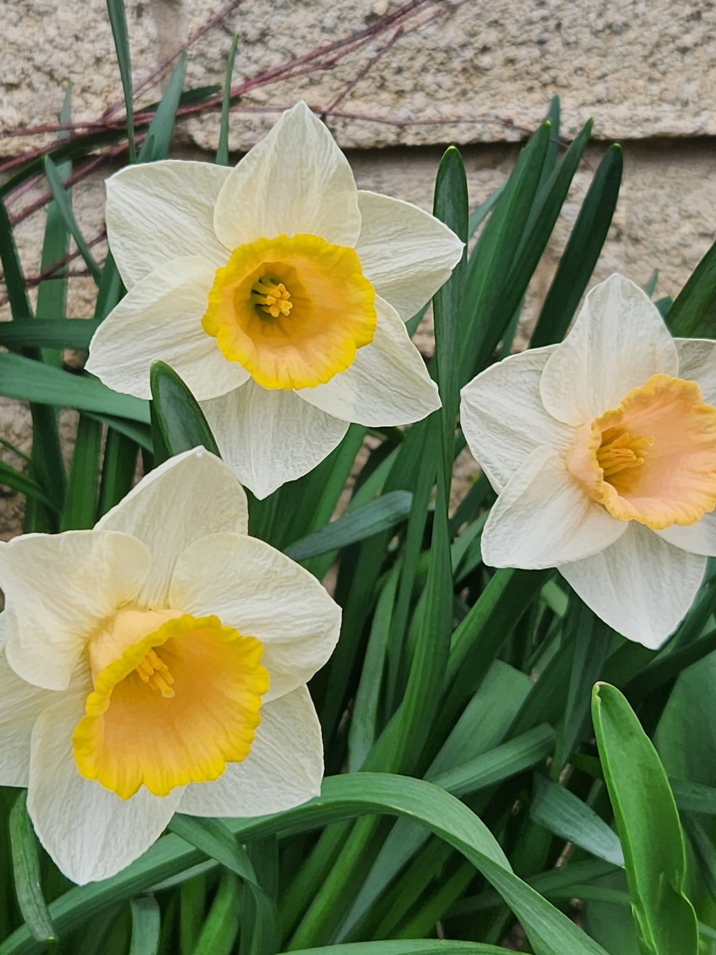 Doorstep Daffodils - Spring CSA Subscription 2025