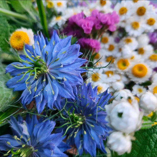 Nigella - Love In a Mist