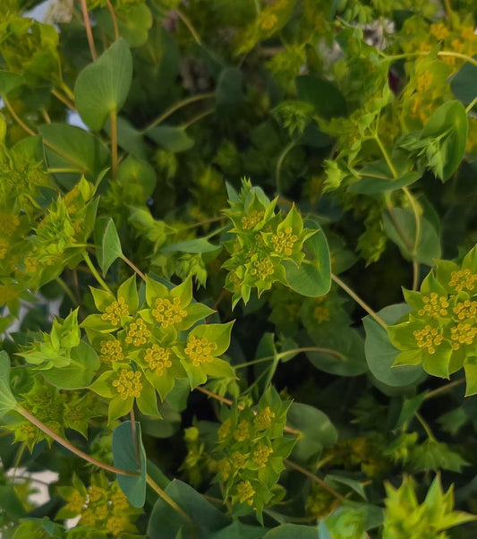 Bupleurum Griffithi Bunch - 10 Stem