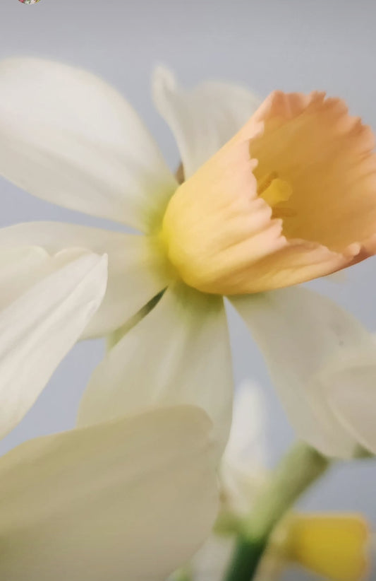Narcissus - Carice