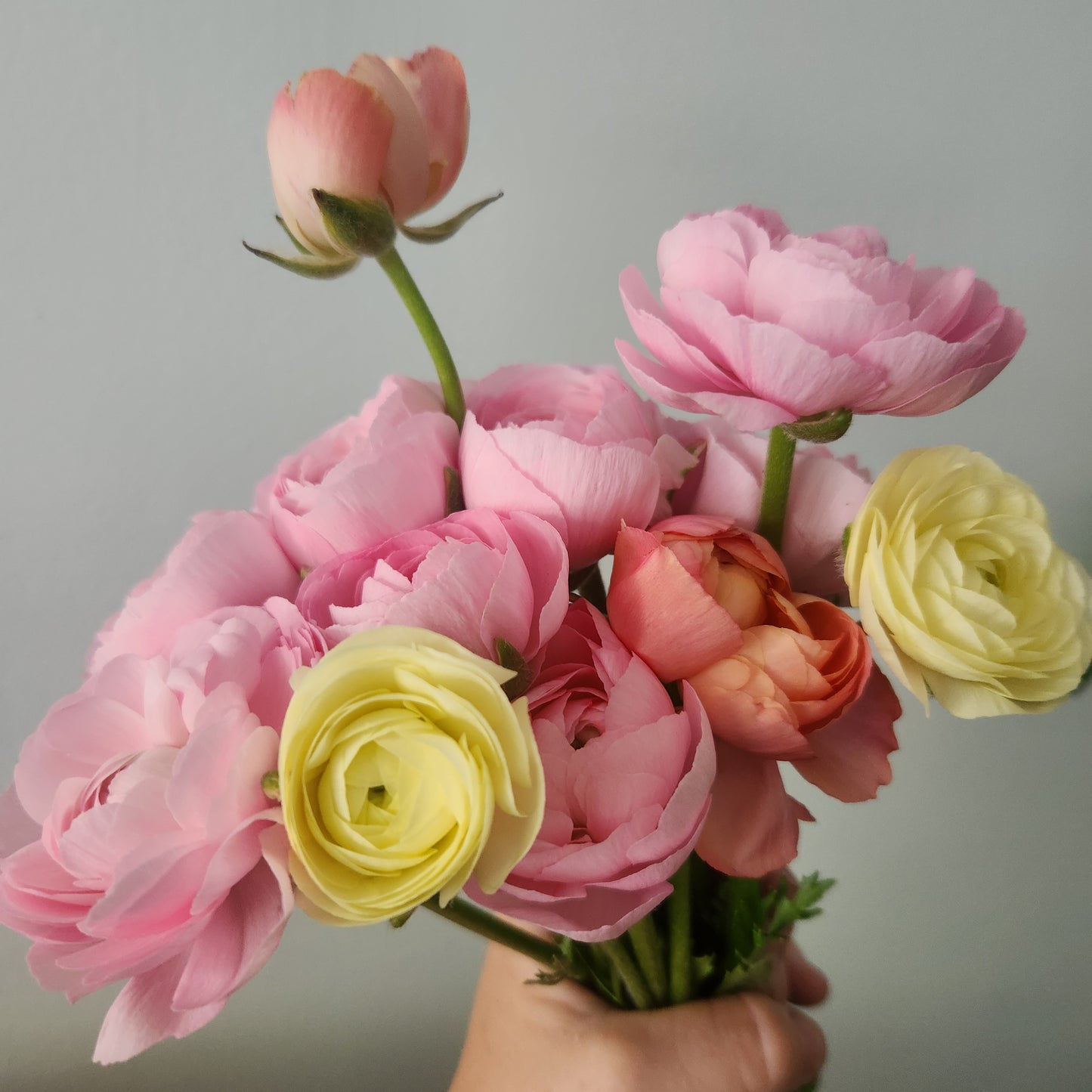 Ranunculus CSA Flower Subscription