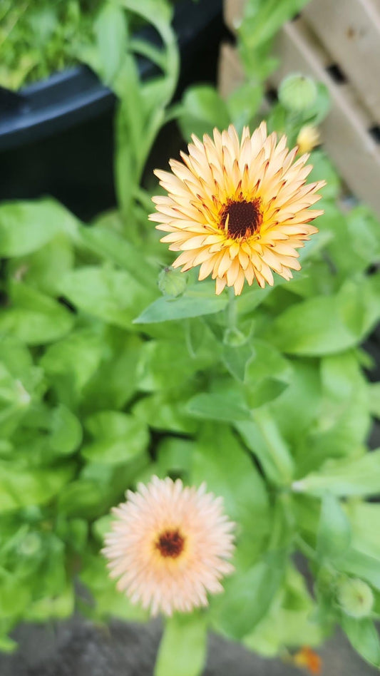 Calendula - Orange Flash