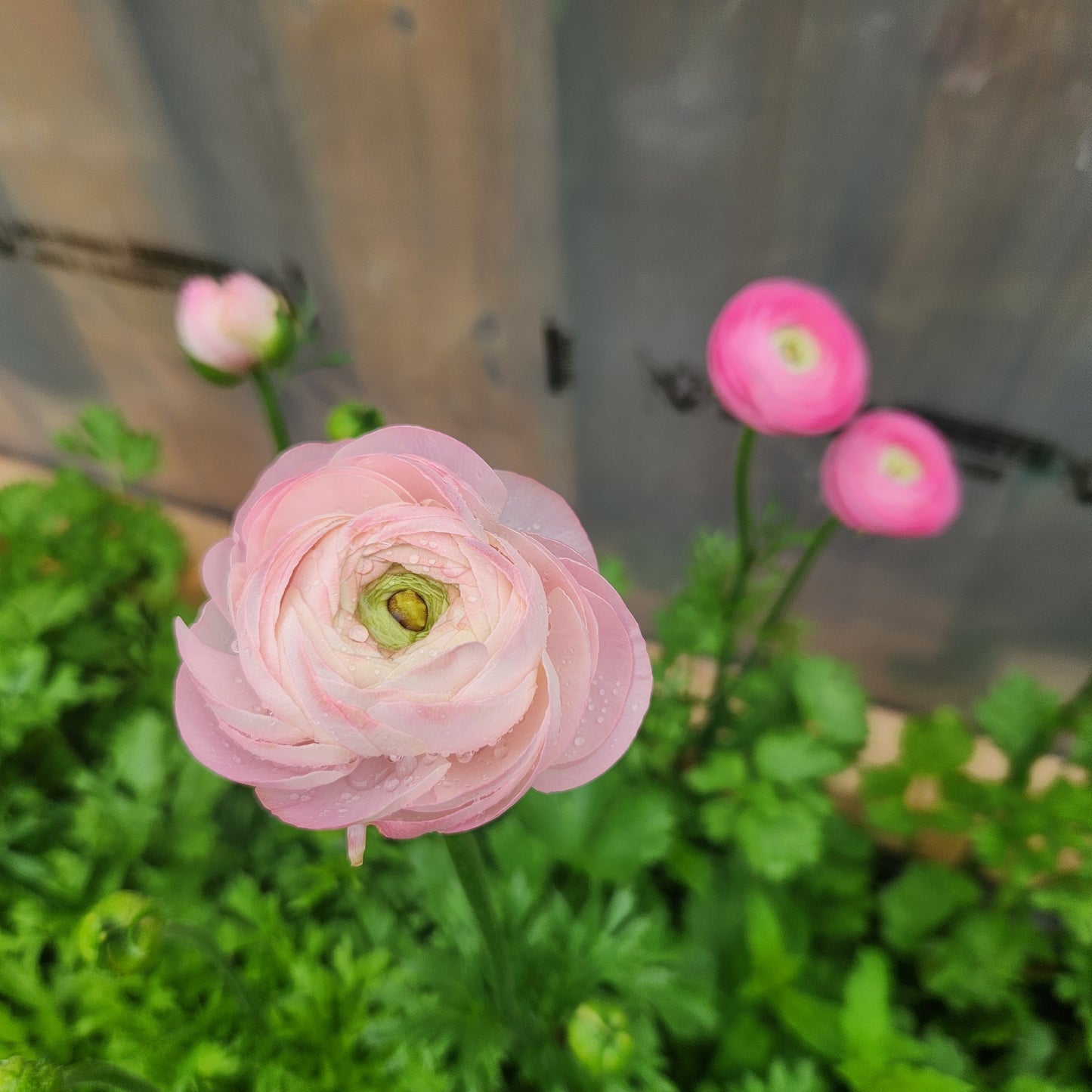 Ranunculus CSA Flower Subscription