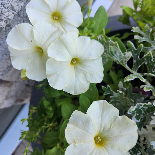 Pansy Mix