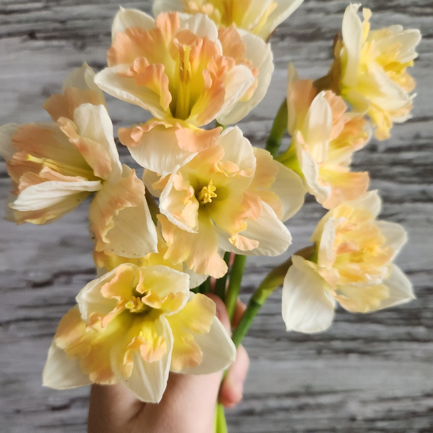 Doorstep Daffodil CSA Subscription 2026