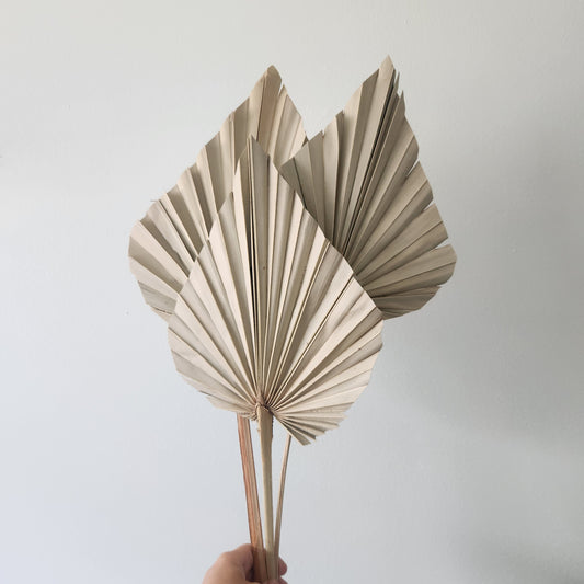 Dried Natural Palm Spear (3 pack)