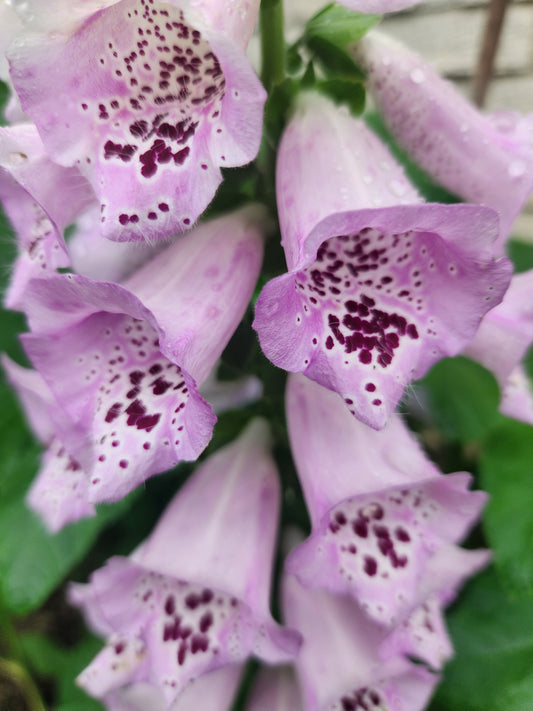 Foxglove - Camelot Lavender