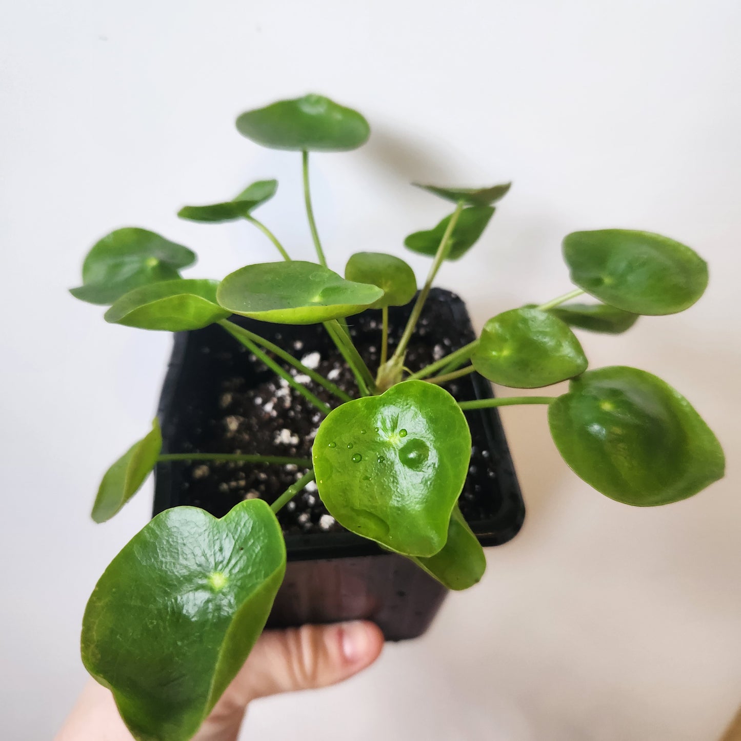 Pilea peperomioides 4" Pot