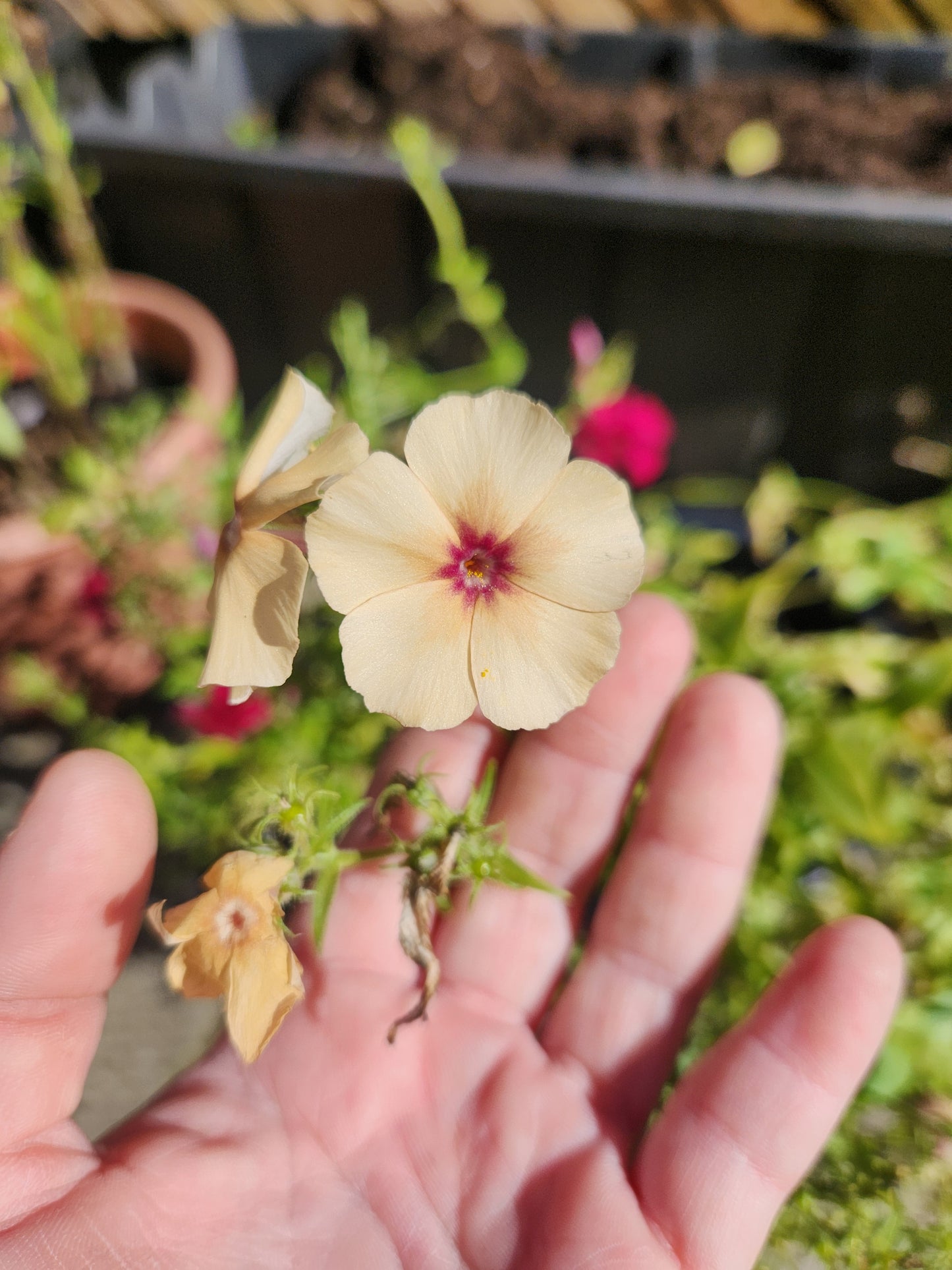 Phlox - Cherry Caramel