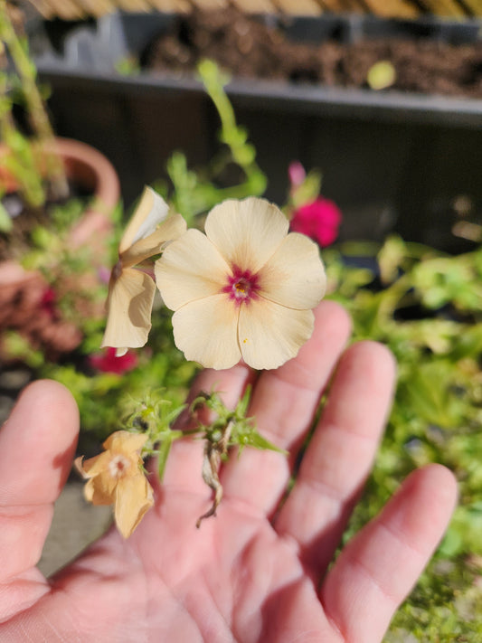 Phlox - Cherry Caramel