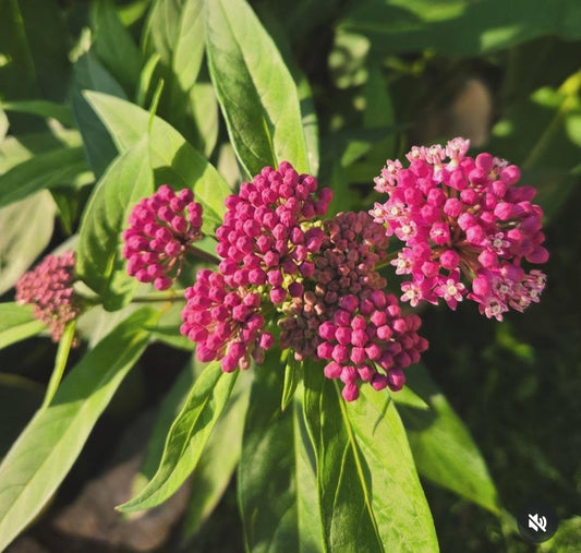Milkweed - Pink Swamp