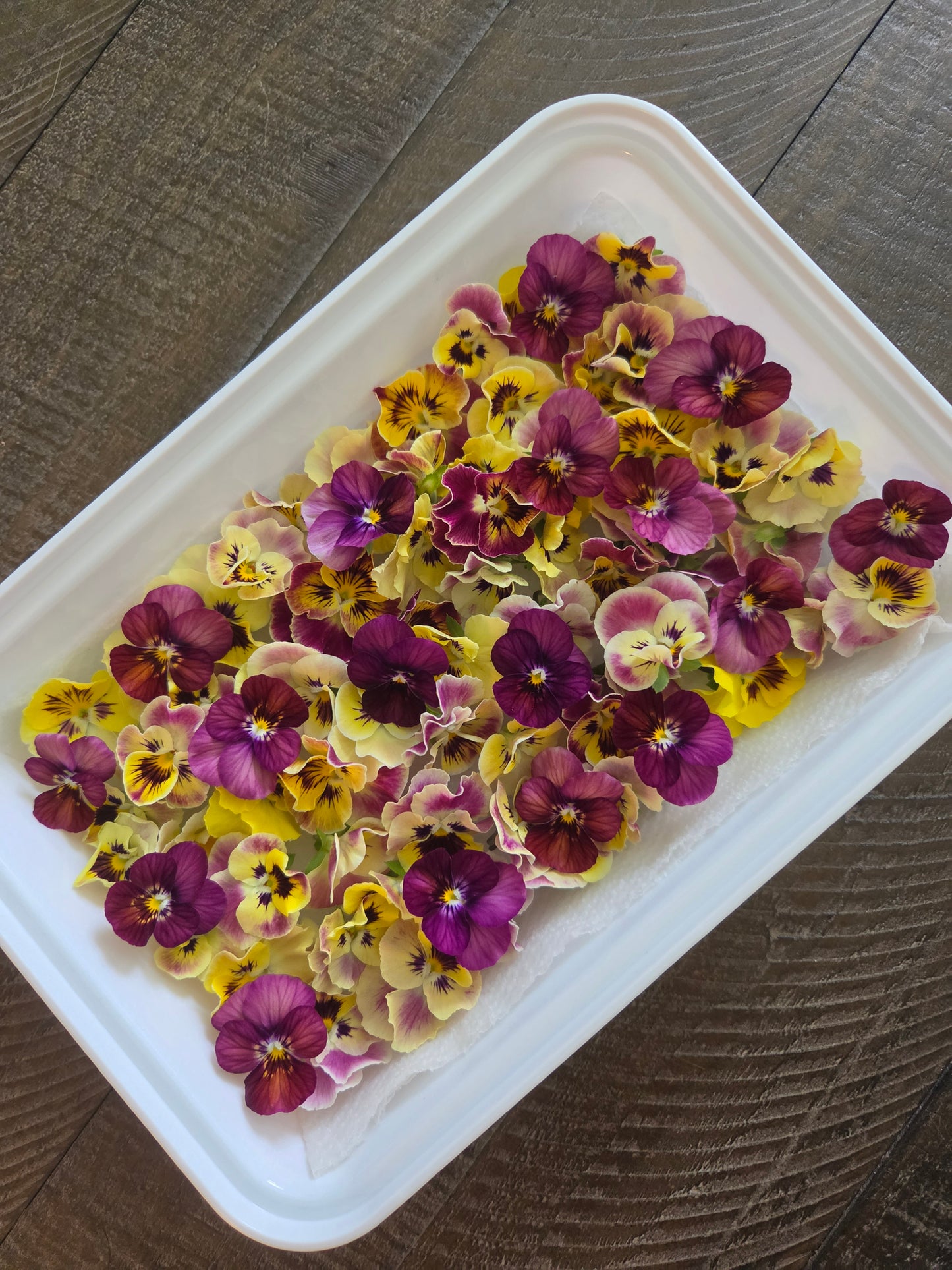 Fresh Edible Viola