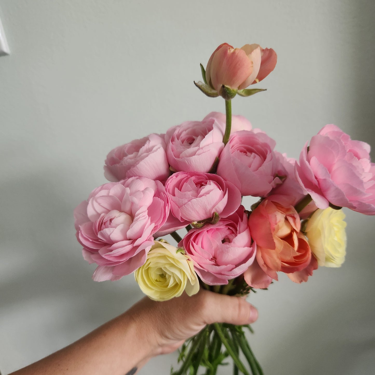 Ranunculus CSA Flower Subscription