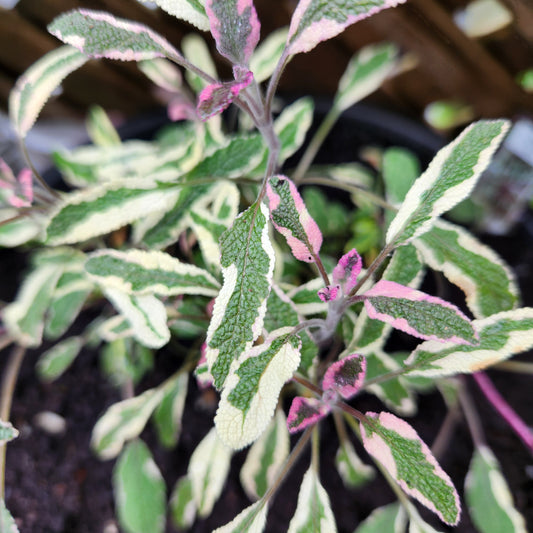 Sage - Tricolour