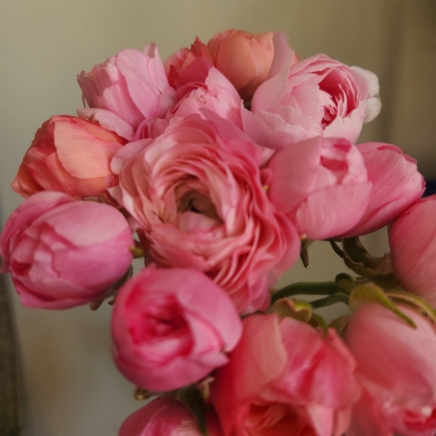 Ranunculus CSA Flower Subscription