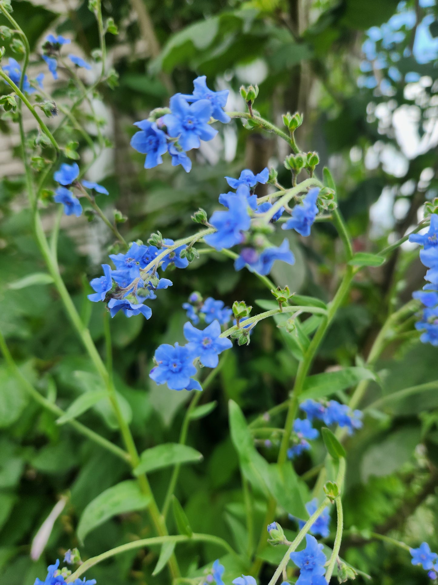 Chinese Forget-me-nots