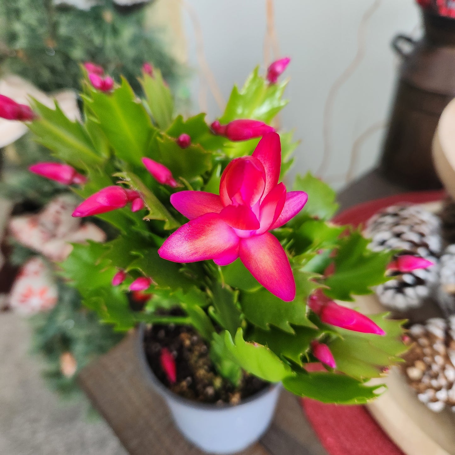 Christmas Cactus 4”
