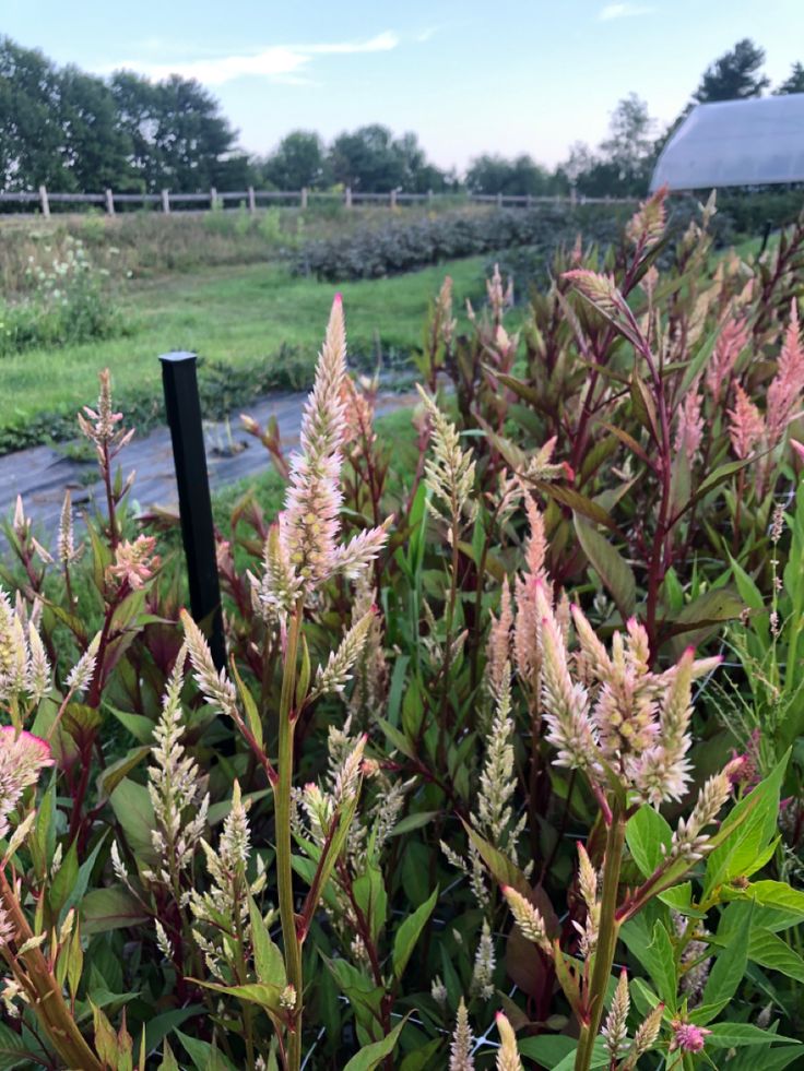 Celosia - Vintage Rose