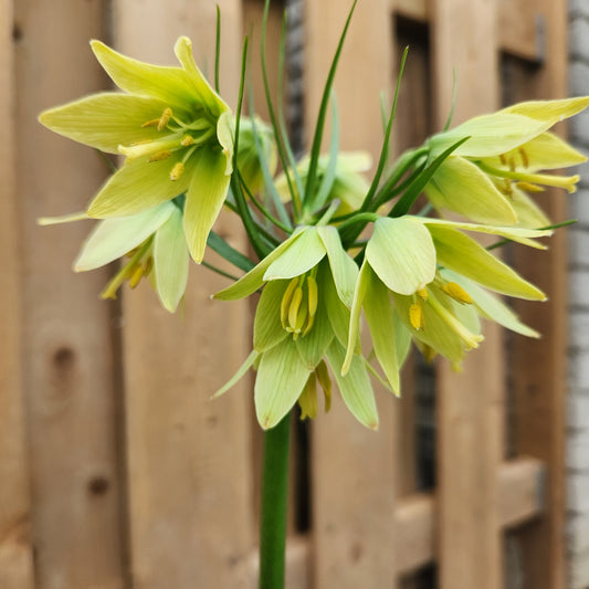 Fritillaria - Raddeana