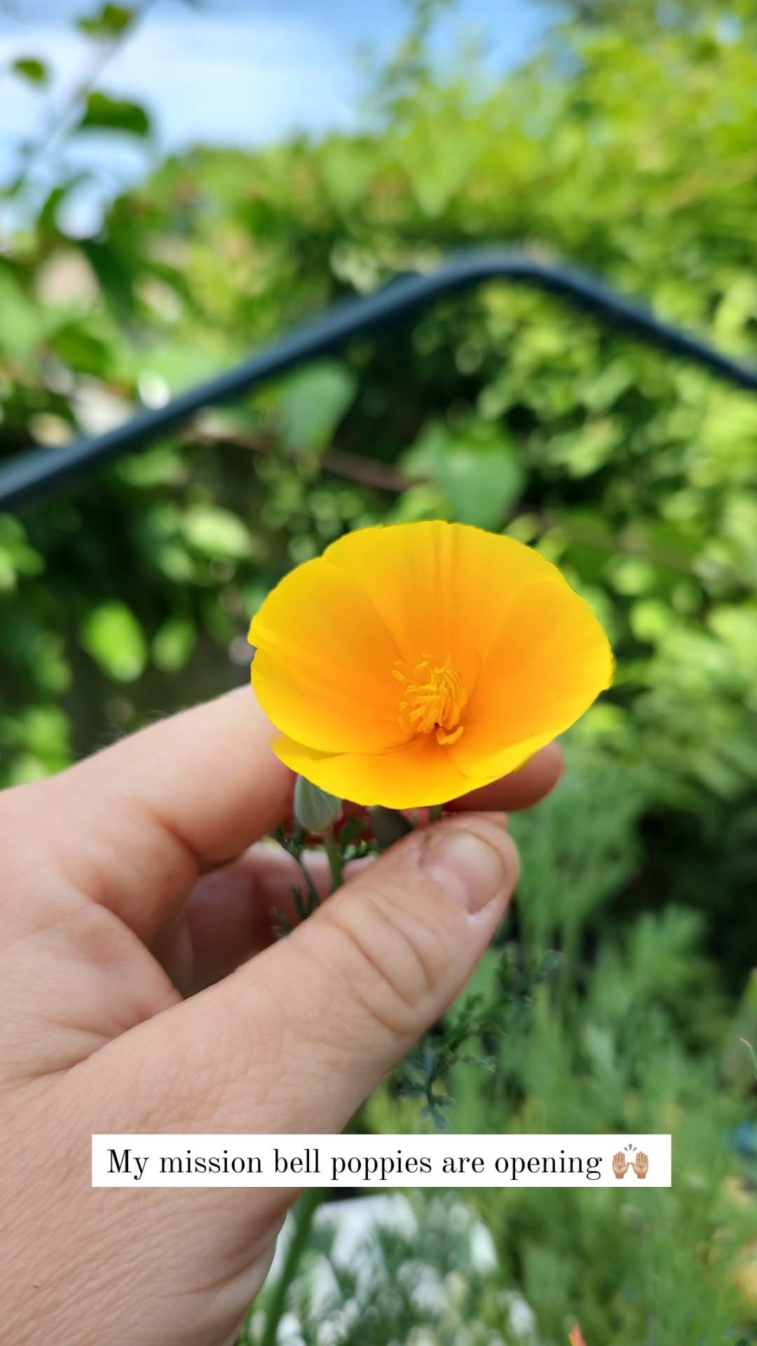 Poppy - Mission Bells Mixed